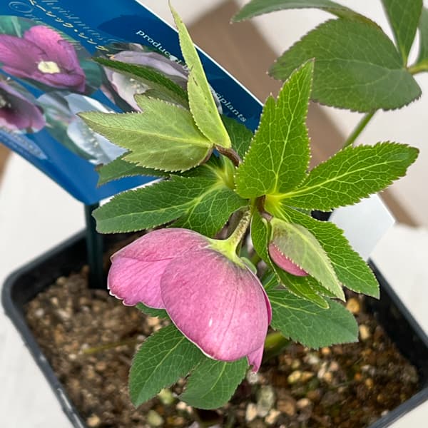 クリスマスローズ：ベーシックシングル26-21／1.5Lポット【現品販売】（開花終了株）