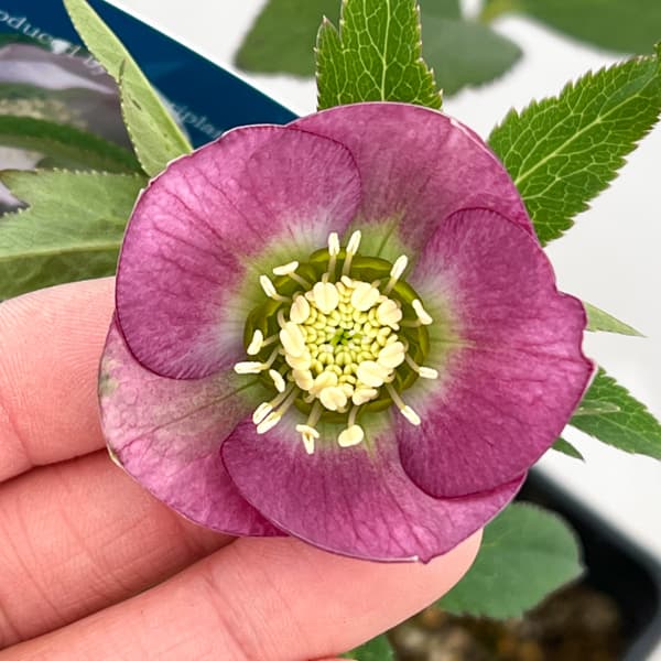 クリスマスローズ：ベーシックシングル26-21／1.5Lポット【現品販売】（開花終了株）