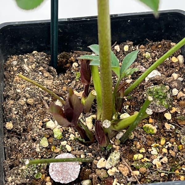 クリスマスローズ：ベーシックシングル26-21／1.5Lポット【現品販売】（開花終了株）