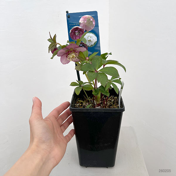 クリスマスローズ：ベーシックダブル26-37／1.5Lポット【現品販売】