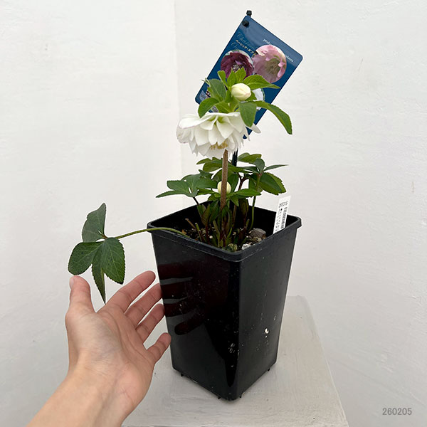 クリスマスローズ：ベーシックダブル26-38／1.5Lポット【現品販売】