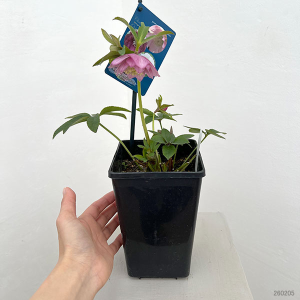 クリスマスローズ：ベーシックダブル26-40／1.5Lポット【現品販売】