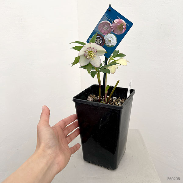 クリスマスローズ：ベーシックダブル（セミダブル）26-41／1.5Lポット【現品販売】