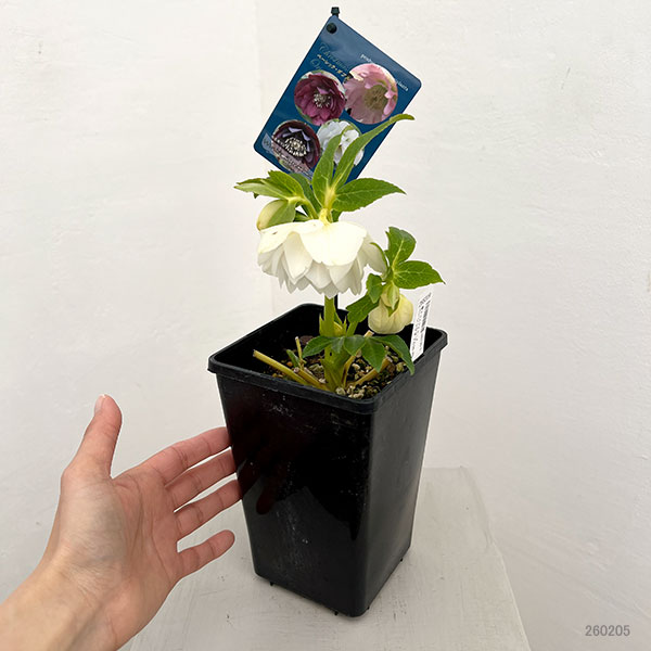 クリスマスローズ：ベーシックダブル26-42／1.5Lポット【現品販売】