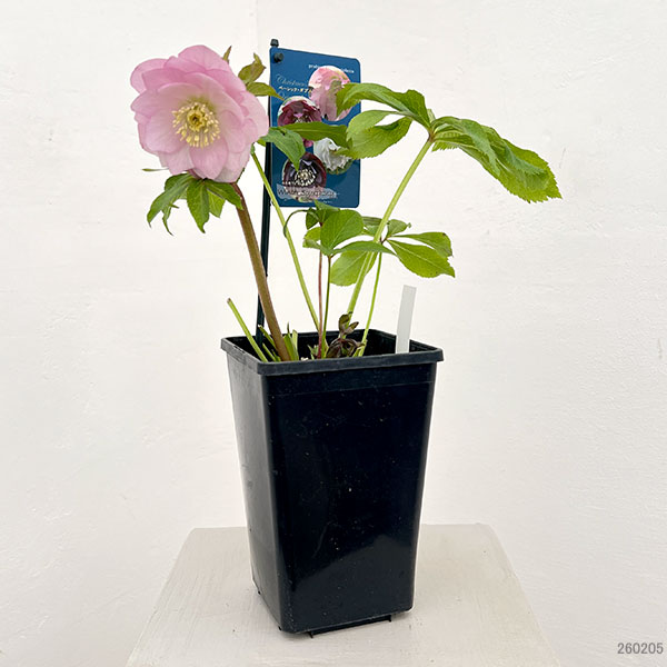 クリスマスローズ：ベーシックダブル26-43／1.5Lポット【現品販売】