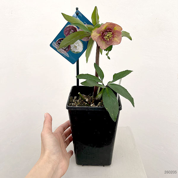 クリスマスローズ：ベーシックダブル（セミダブル）26-44／1.5Lポット【現品販売】