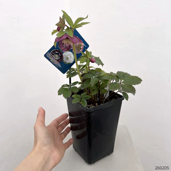 クリスマスローズ：ベーシックダブル（セミダブル）26-45／1.5Lポット【現品販売】