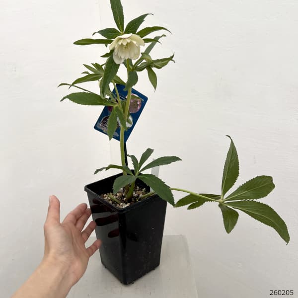 クリスマスローズ：ベーシックダブル26-46／1.5Lポット【現品販売】