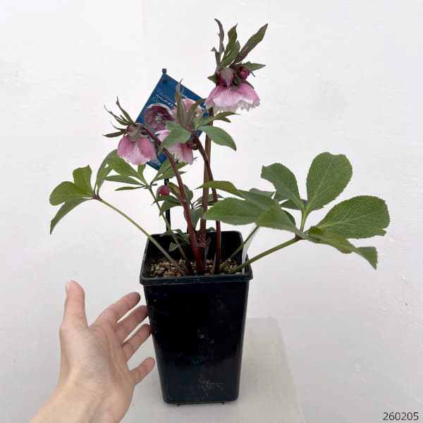 クリスマスローズ：ベーシックダブル26-47／1.5Lポット【現品販売】