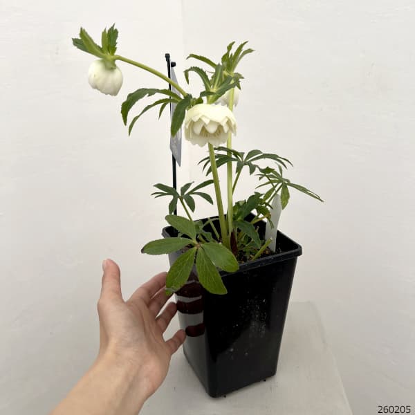 クリスマスローズ：ベーシックダブル26-48／1.5Lポット【現品販売】