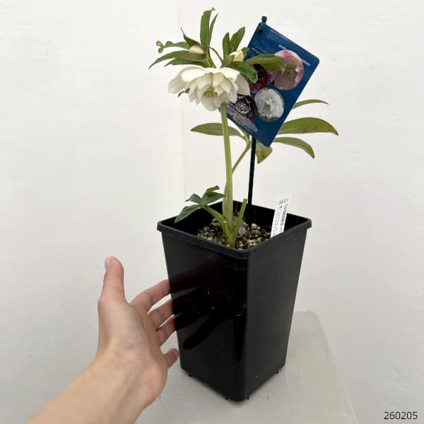 クリスマスローズ：ベーシックダブル26-50／1.5Lポット【現品販売】