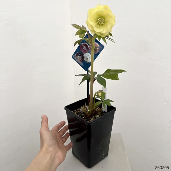 クリスマスローズ：ベーシックダブル26-51／1.5Lポット【現品販売】