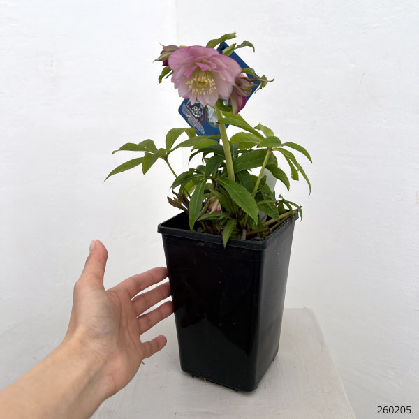 クリスマスローズ：ベーシックダブル26-52／1.5Lポット【現品販売】