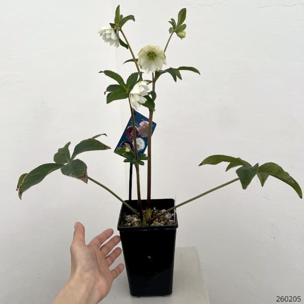 クリスマスローズ：ベーシックダブル26-55／1.5Lポット【現品販売】