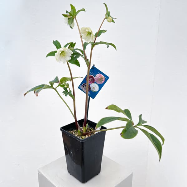 クリスマスローズ:ベーシックダブル26-55/1.5Lポット【現品販売】(開花終了株)