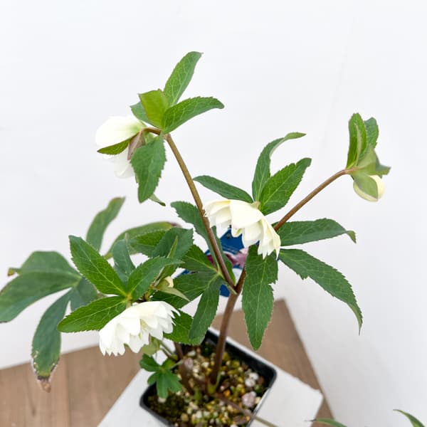 クリスマスローズ:ベーシックダブル26-55/1.5Lポット【現品販売】(開花終了株)