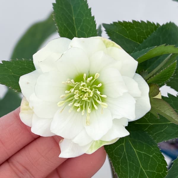 クリスマスローズ:ベーシックダブル26-55/1.5Lポット【現品販売】(開花終了株)