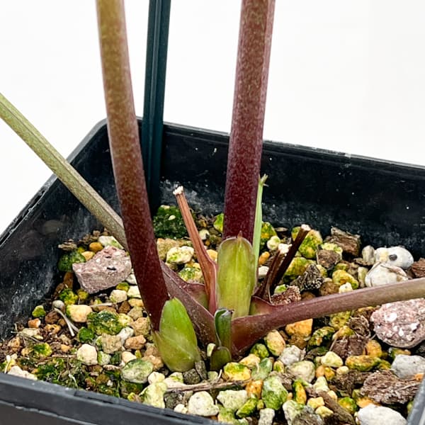 クリスマスローズ:ベーシックダブル26-55/1.5Lポット【現品販売】(開花終了株)