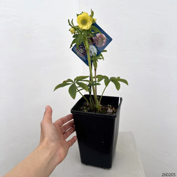 クリスマスローズ：ベーシックダブル26-56／1.5Lポット【現品販売】