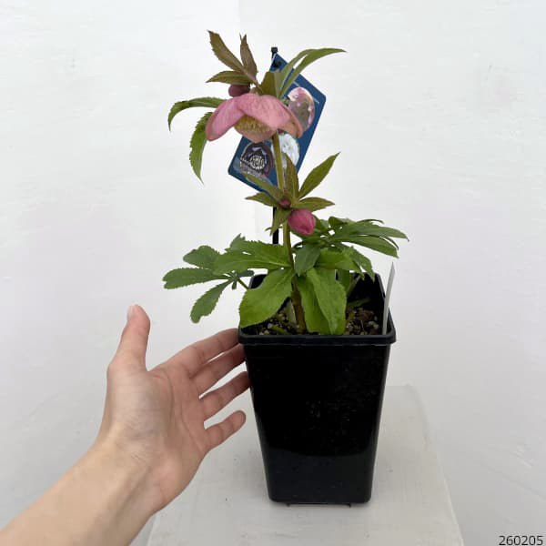 クリスマスローズ：ベーシックダブル（セミダブル）26-57／1.5Lポット【現品販売】