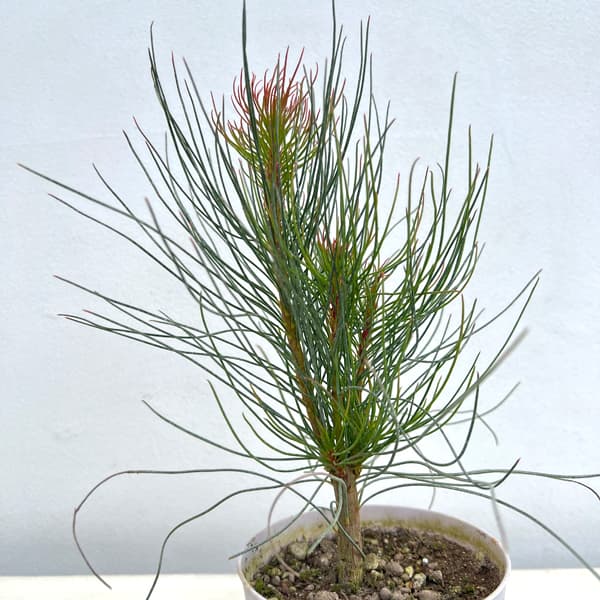 オーラックス:ブロンズヘイズ3.5号ポット