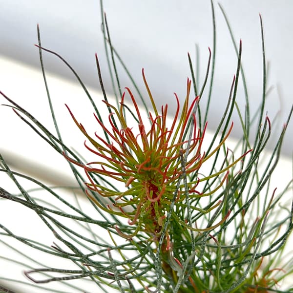 オーラックス:ブロンズヘイズ3.5号ポット