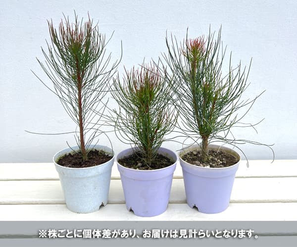 オーラックス:ブロンズヘイズ3.5号ポット