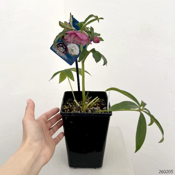 クリスマスローズ：ベーシックダブル26-58／1.5Lポット【現品販売】