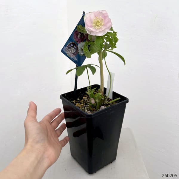 クリスマスローズ：ベーシックダブル26-59／1.5Lポット【現品販売】