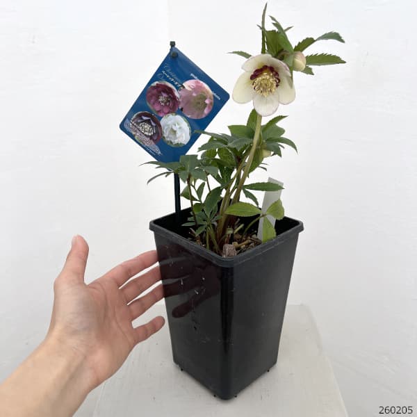 クリスマスローズ：ベーシックダブル（セミダブル）26-60／1.5Lポット【現品販売】