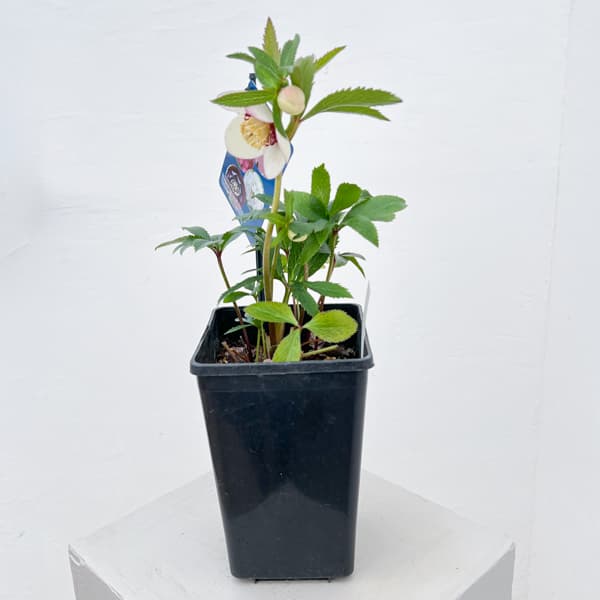 クリスマスローズ：ベーシックダブル（セミダブル）26-60／1.5Lポット【現品販売】（開花終了株）