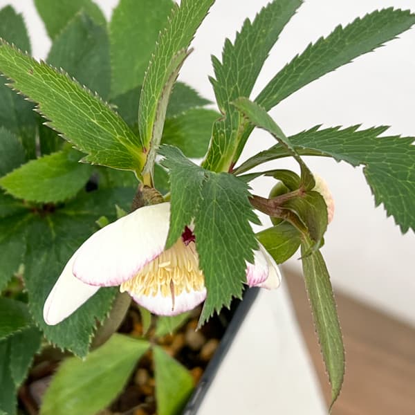 クリスマスローズ：ベーシックダブル（セミダブル）26-60／1.5Lポット【現品販売】（開花終了株）