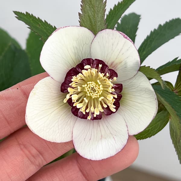 クリスマスローズ：ベーシックダブル（セミダブル）26-60／1.5Lポット【現品販売】（開花終了株）