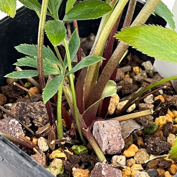 クリスマスローズ：ベーシックダブル（セミダブル）26-60／1.5Lポット【現品販売】（開花終了株）