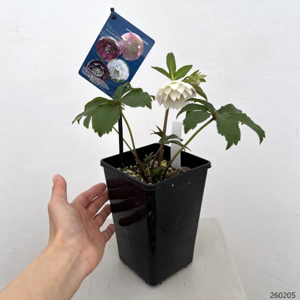 クリスマスローズ：ベーシックダブル26-61／1.5Lポット【現品販売】