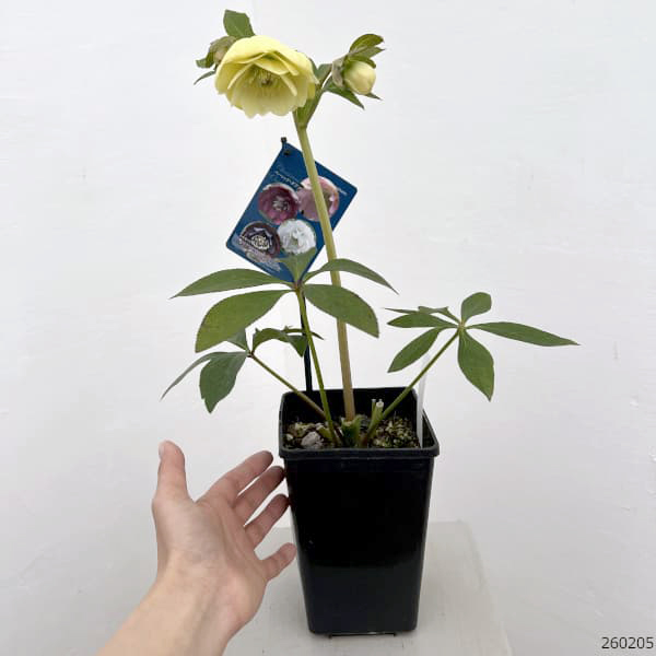 クリスマスローズ：ベーシックダブル26-62／1.5Lポット【現品販売】