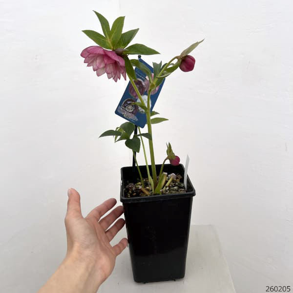 クリスマスローズ：ベーシックダブル26-63／1.5Lポット【現品販売】