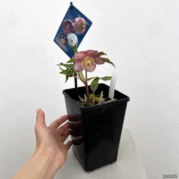 クリスマスローズ：ベーシックダブル（セミダブル）26-64／1.5Lポット【現品販売】