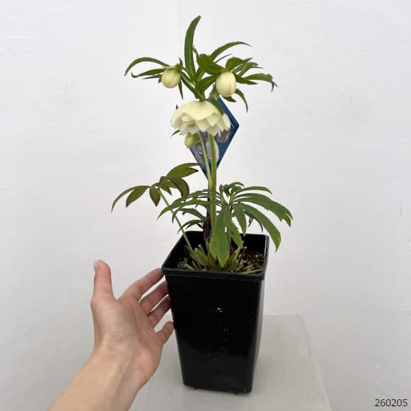 クリスマスローズ：ベーシックダブル26-65／1.5Lポット【現品販売】