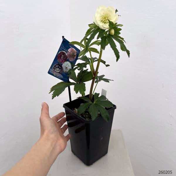 クリスマスローズ：ベーシックダブル26-68／1.5Lポット【現品販売】