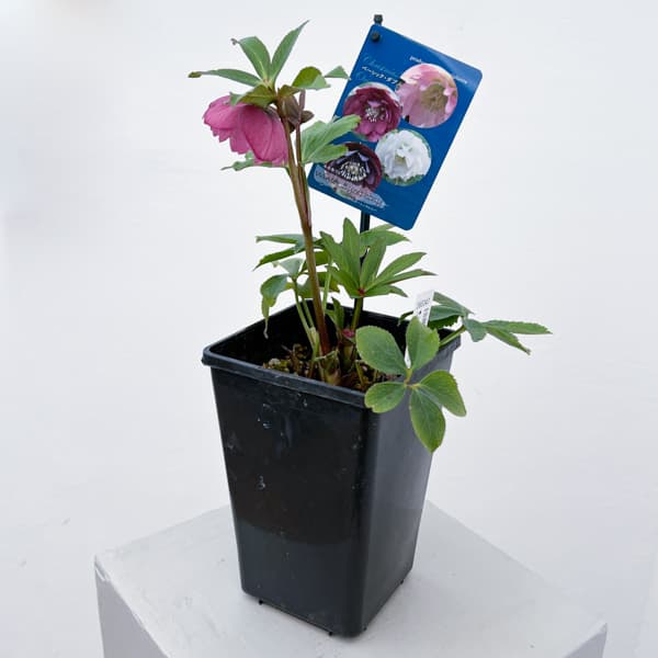 クリスマスローズ：ベーシックダブル26-69／1.5Lポット【現品販売】（開花終了株）