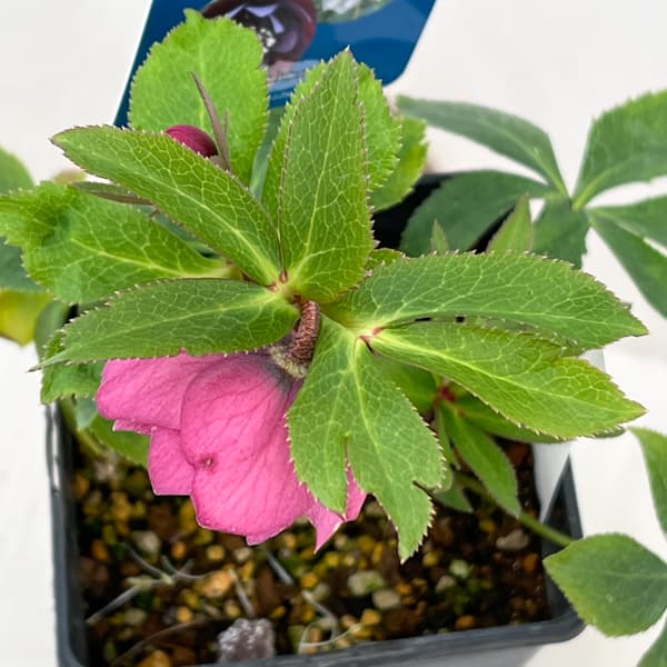 クリスマスローズ：ベーシックダブル26-69／1.5Lポット【現品販売】（開花終了株）