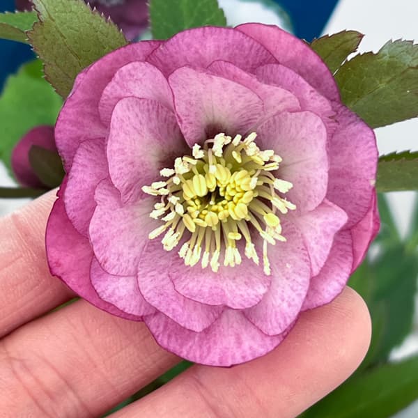 クリスマスローズ：ベーシックダブル26-69／1.5Lポット【現品販売】（開花終了株）