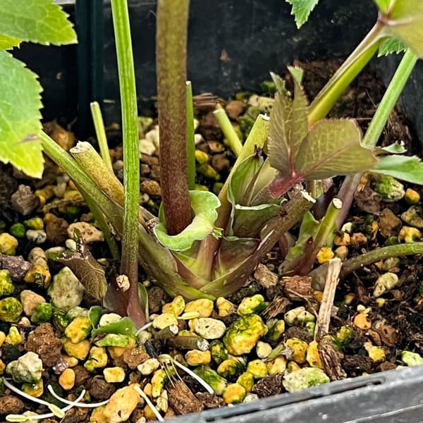 クリスマスローズ：ベーシックダブル26-69／1.5Lポット【現品販売】（開花終了株）