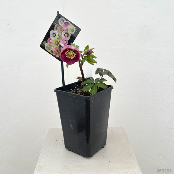 クリスマスローズ：セレクトシングル26-14／1.5Lポット【現品販売】