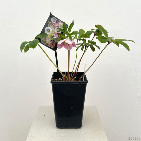 クリスマスローズ：セレクトシングル26-17／1.5Lポット【現品販売】