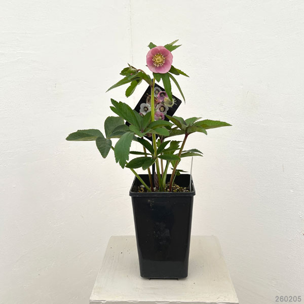 クリスマスローズ：セレクトシングル26-18／1.5Lポット【現品販売】