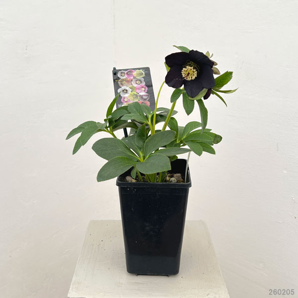 クリスマスローズ：セレクトシングル26-19／1.5Lポット【現品販売】