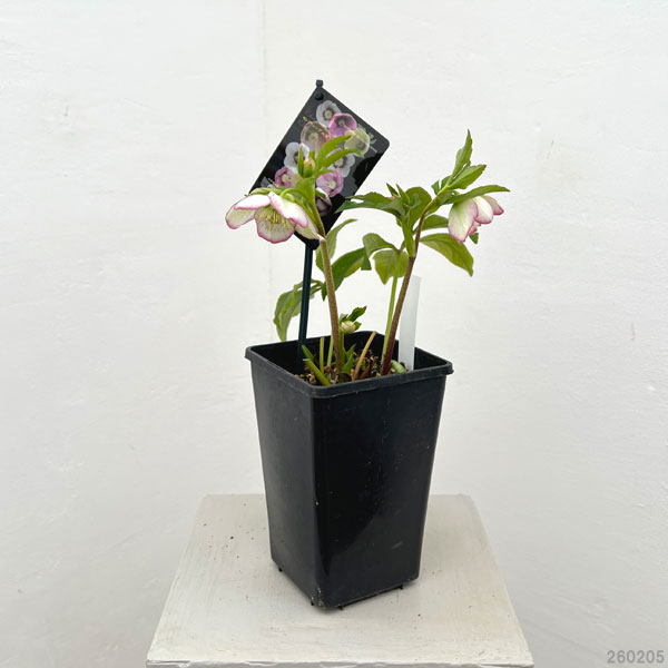 クリスマスローズ：セレクトシングル26-21／1.5Lポット【現品販売】