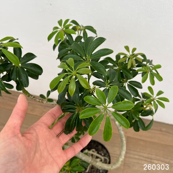 シェフレラ：コンパクタ（根上り）　6号鉢植え*